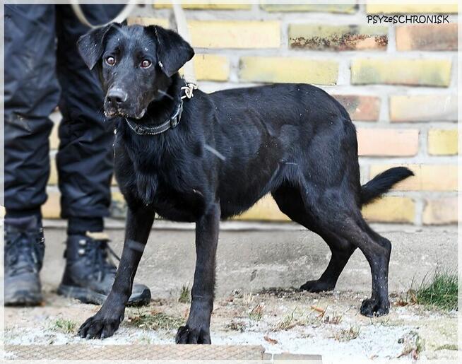 Mambo - uroczy psiak szuka kochającego domu