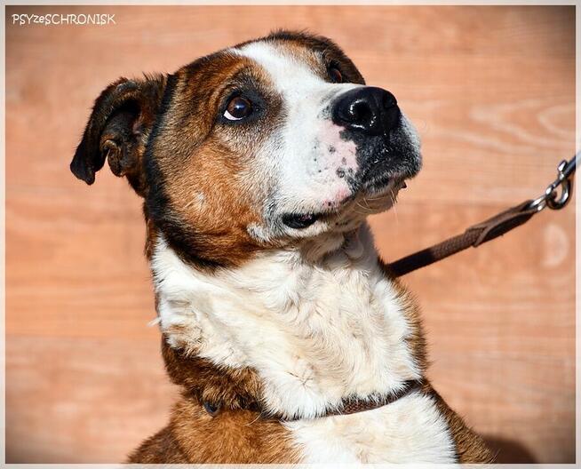 Karus - dojrzały, sympatyczny kundelek z wielkim sercem