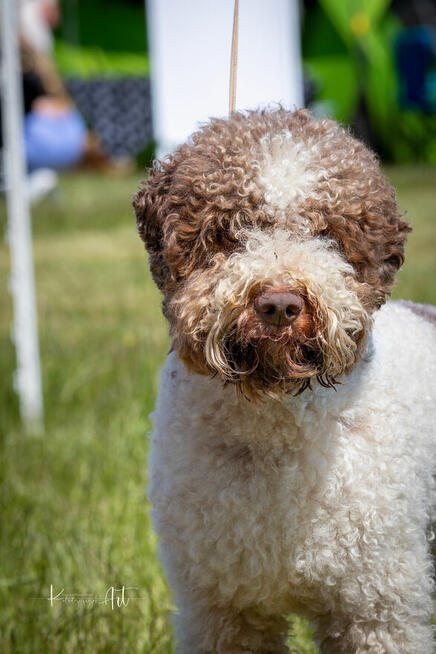 Lagotto romagnolo - zapowiedź miotu na marzec 2025