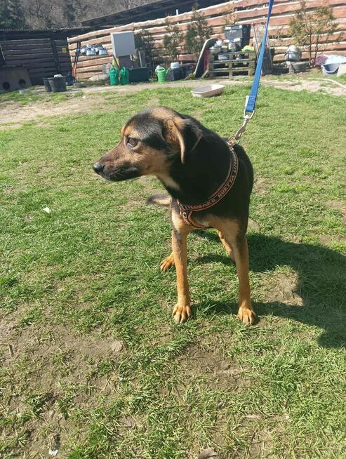 Mała fajna suczka szuka domku. Jest w schronisku.