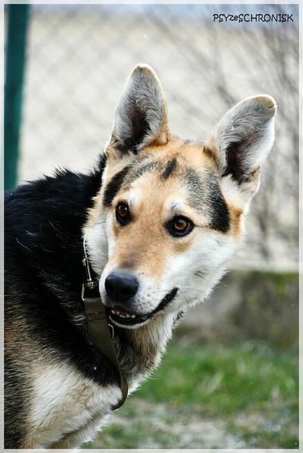 PIORUN - radosny przytulaniec z ogromnym pokładem ufności