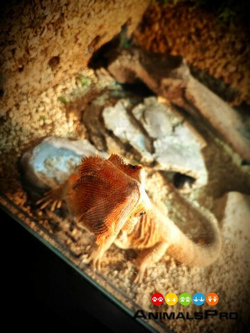 Opieka nad zwierzętami