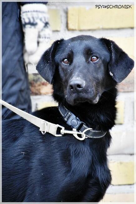 Mambo - uroczy psiak szuka kochającego domu