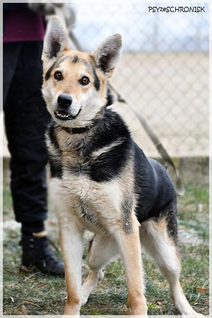 PIORUN - radosny przytulaniec z ogromnym pokładem ufności