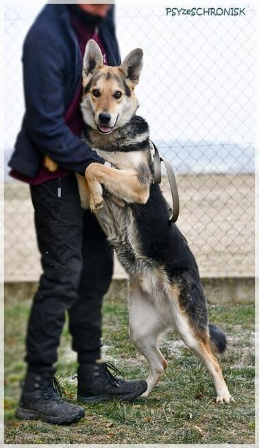 PIORUN - radosny przytulaniec z ogromnym pokładem ufności