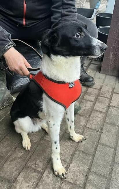 Pies w typie Border Collie szuka domu