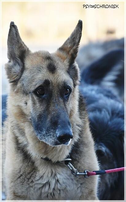 Taylo - owczarek o oczach najpiękniejszych na świecie