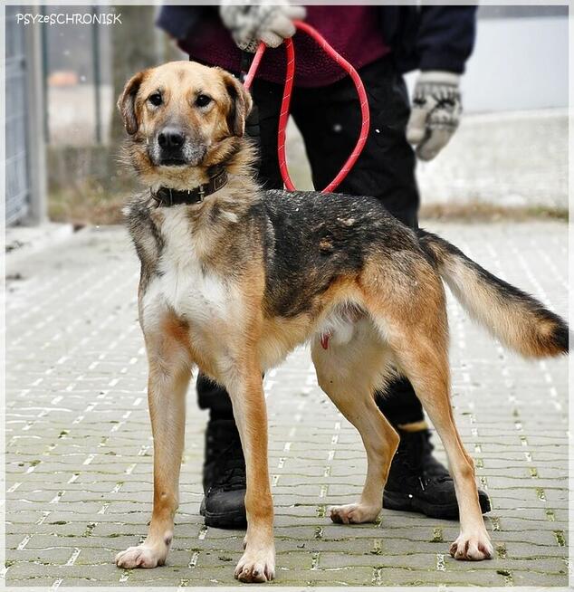 Bosman - prześliczny piesek pragnie szczęśliwego domu