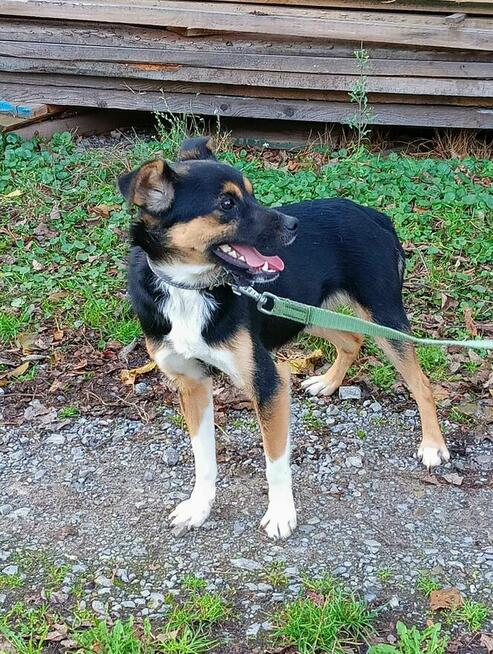 Mały i młodziutki pies szuka domku.