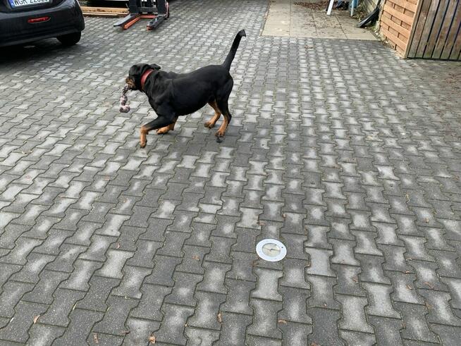 Oddam SUPER rottweilera - JIMMY