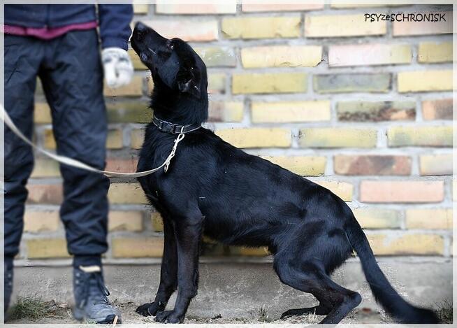 Mambo - uroczy psiak szuka kochającego domu