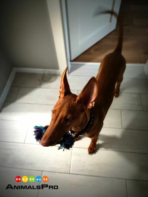 Opieka nad zwierzętami