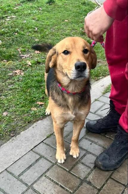 Piękny pies w typie Beagla szuka domku.