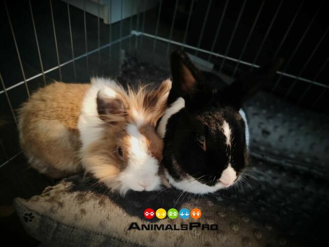 Opieka nad zwierzętami