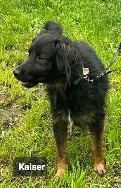 Przepiękny i kochany pies szuka domu.