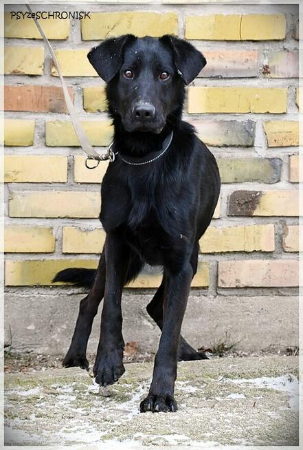 Mambo - uroczy psiak szuka kochającego domu