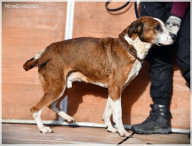 Karus - dojrzały, sympatyczny kundelek z wielkim sercem