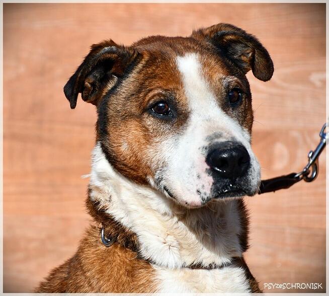 Karus - dojrzały, sympatyczny kundelek z wielkim sercem