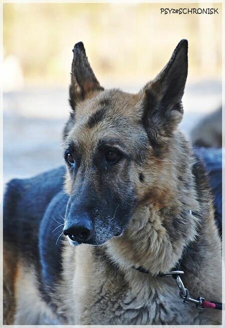 Taylo - owczarek o oczach najpiękniejszych na świecie
