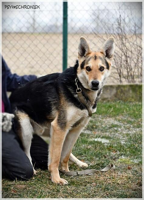 PIORUN - radosny przytulaniec z ogromnym pokładem ufności