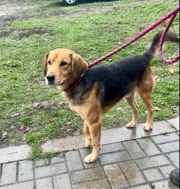 Piękny pies w typie Beagla szuka domku.