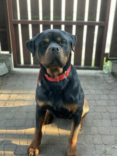 Oddam SUPER rottweilera - JIMMY