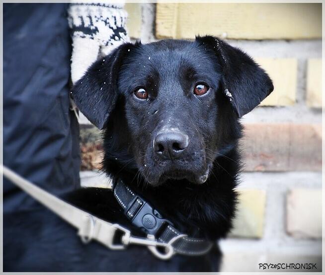 Mambo - uroczy psiak szuka kochającego domu