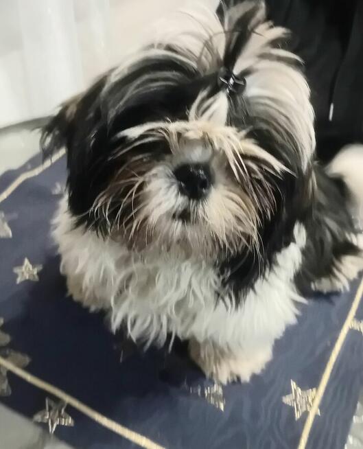 Sprzedam pieska shih tzu