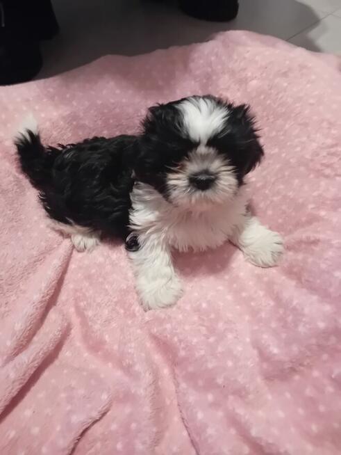 Sprzedam pieska shih tzu