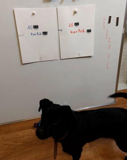 Pionek przycisk metalowy do tablicy gabloty czy na lodówkę