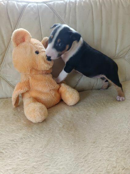 Szczenięta Bulterier sprzedam.