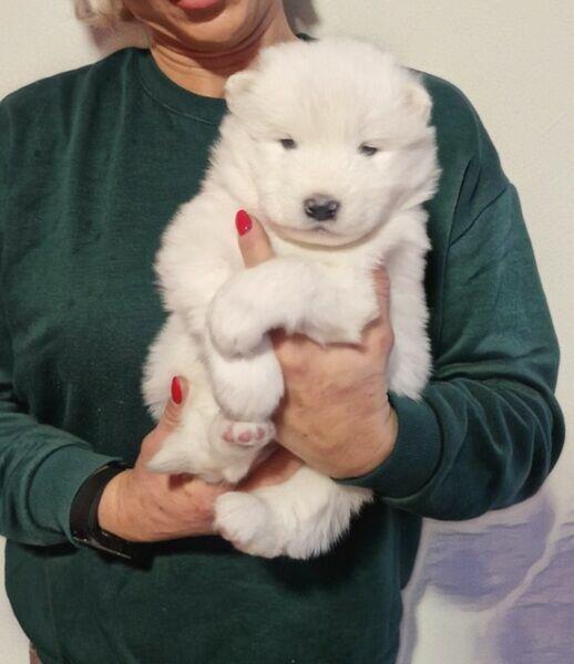 Rasowe szczeniaczki rasy Samoyed - Hodowla Pola Elizejskie