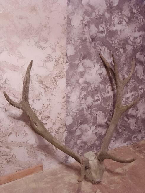 Poroze byka jelenia z czaszka 2 sztuki