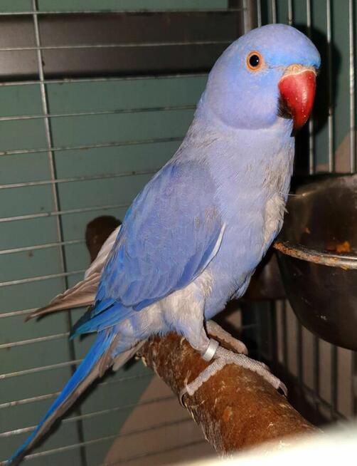 Papuga aleksandretta