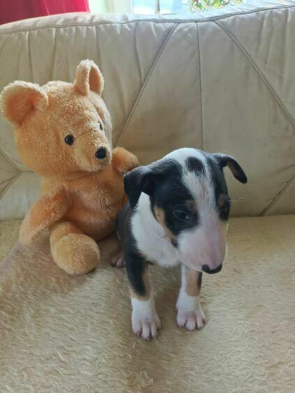 Szczenięta Bulterier sprzedam.