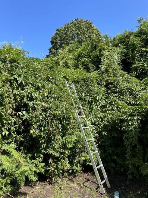 Profesjonalne usługi ogrodnicze