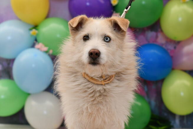 Zjawiskowy Cekin szuka kochającego domku!