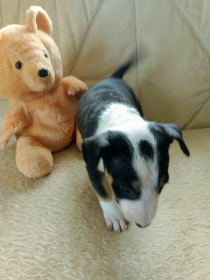 Szczenięta Bulterier sprzedam.