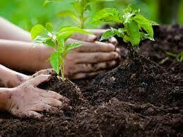 Ogrodnik Do Wynajęcia