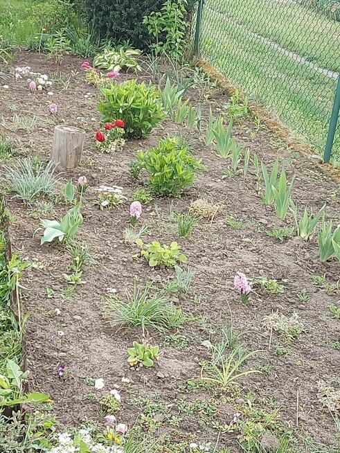 Działka ROD Hutnik 2