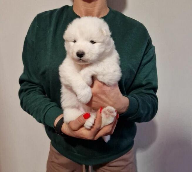 Rasowe szczeniaczki rasy Samoyed - Hodowla Pola Elizejskie