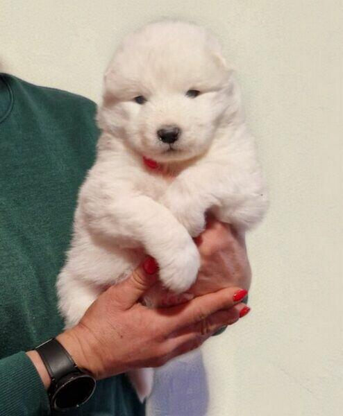 Rasowe szczeniaczki rasy Samoyed - Hodowla Pola Elizejskie