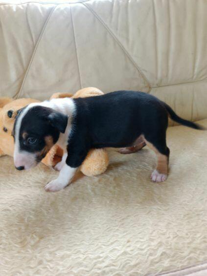 Szczenięta Bulterier sprzedam.