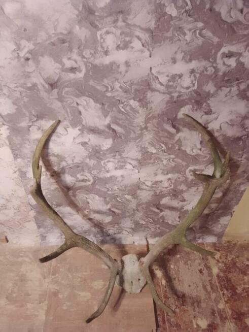 Poroze byka jelenia z czaszka 2 sztuki