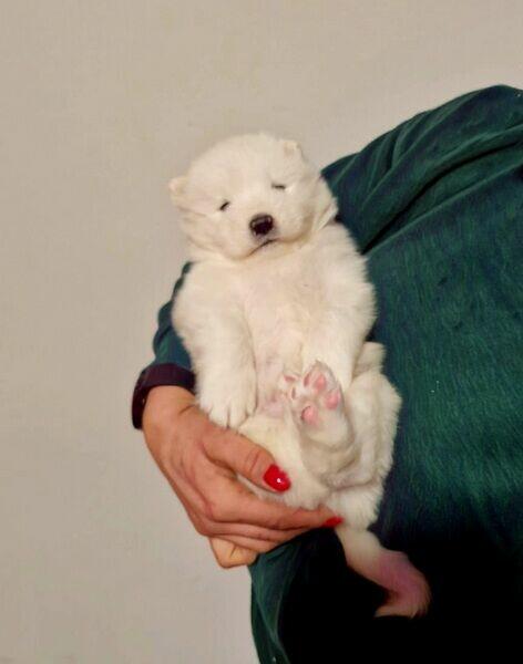 Rasowe szczeniaczki rasy Samoyed - Hodowla Pola Elizejskie