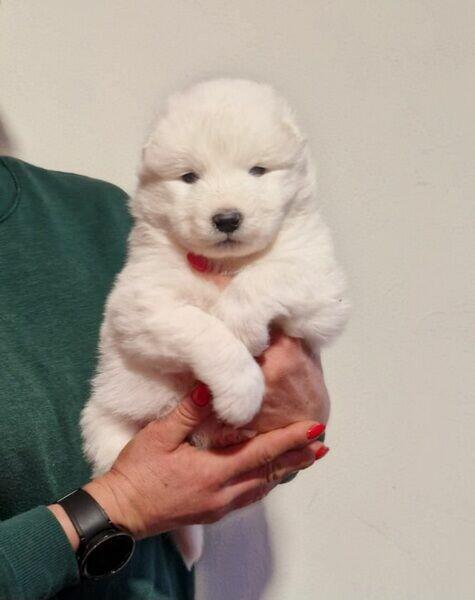 Rasowe szczeniaczki rasy Samoyed - Hodowla Pola Elizejskie