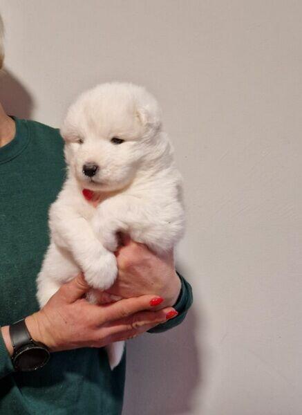 Rasowe szczeniaczki rasy Samoyed - Hodowla Pola Elizejskie