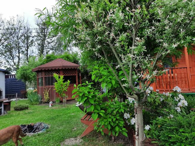 Sprzedam działkę ROD