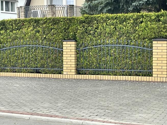 Profesjonalne usługi ogrodnicze