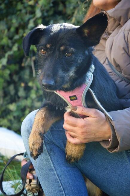 DOROTKA przyjazna mała sunia uratowana